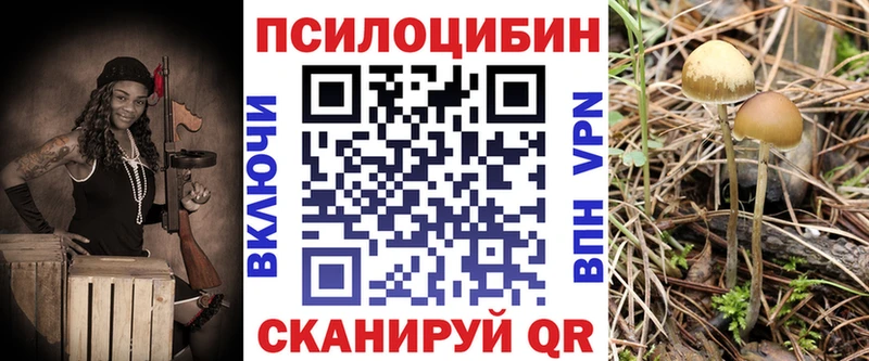Псилоцибиновые грибы Psilocybe  Старая Русса 